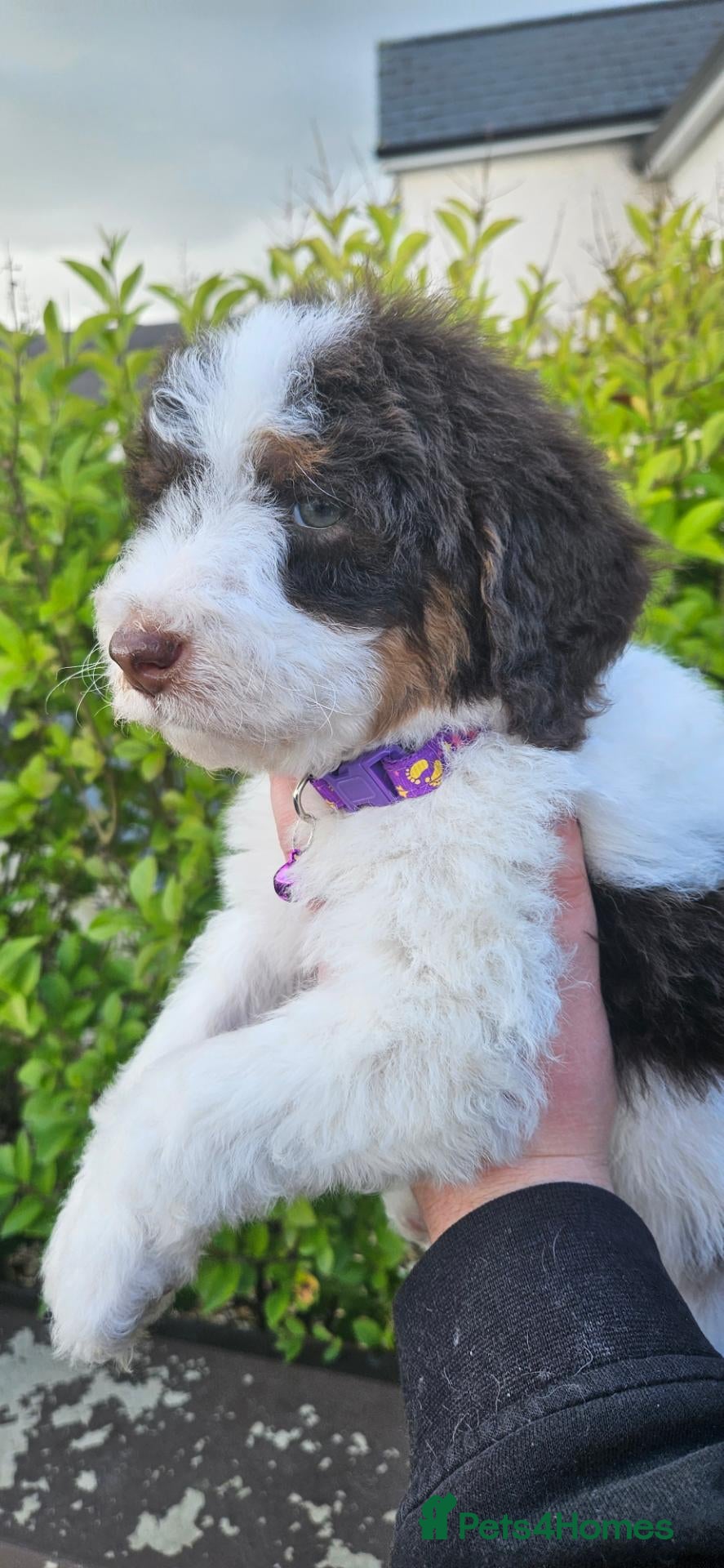 Bernedoodle dogs F1b health tested bernedoodle pups - Advert 1