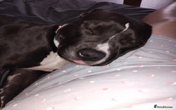 Mixed Breed dogs for sale: Beautiful little girl - Advert 2