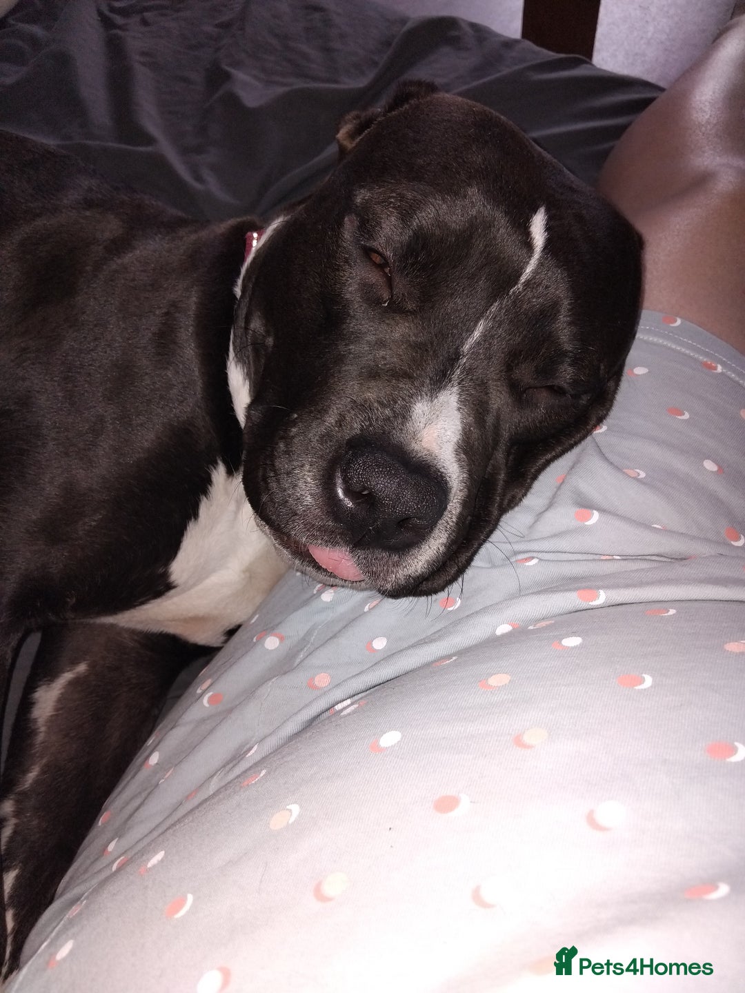 Mixed Breed dogs for sale: Beautiful little girl - Advert 2