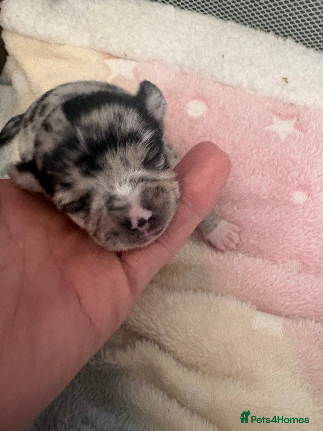 Chihuahua dogs for sale: Beautiful Merle Chihuahua Puppies 🐶  - Advert 6