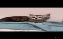 Mixed Breed cats for sale: Maine coon / Tabby kittens - Image 15