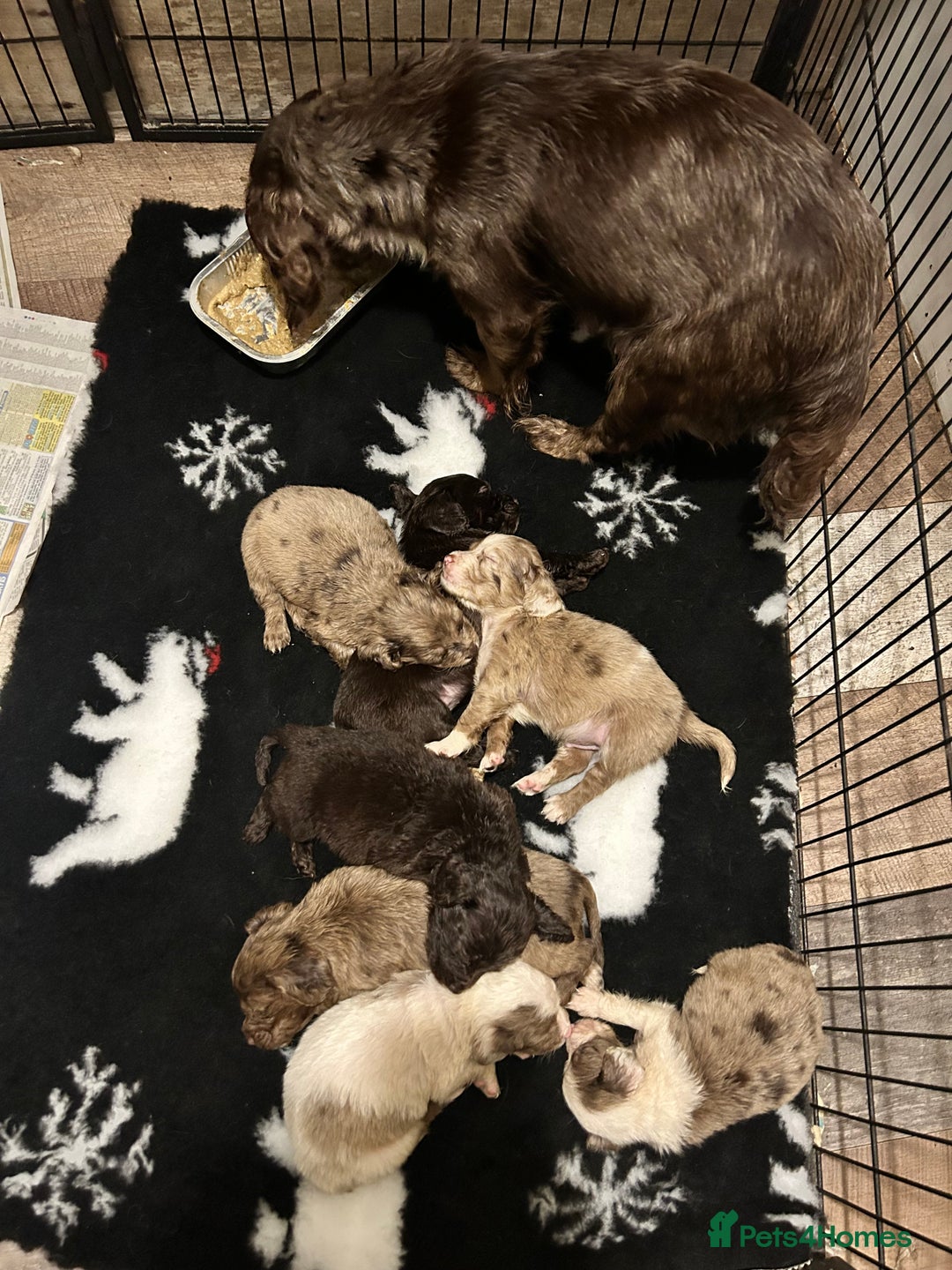 Cocker Spaniel dogs for sale: Merle cocker spaniel puppies  - Advert 1