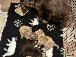 Cocker Spaniel dogs Merle cocker spaniel puppies - Advert 3