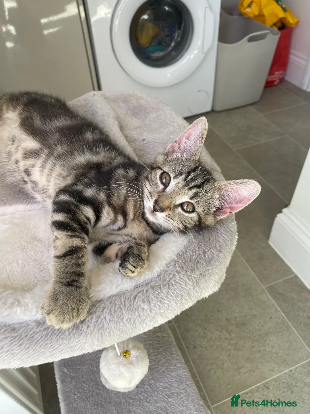 Mixed Breed cats for sale: Half Bengal Kitten  - Advert 8