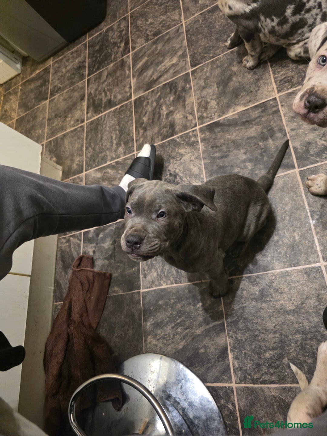 Cane Corso dogs for sale: Cane corso cross  - Advert 8