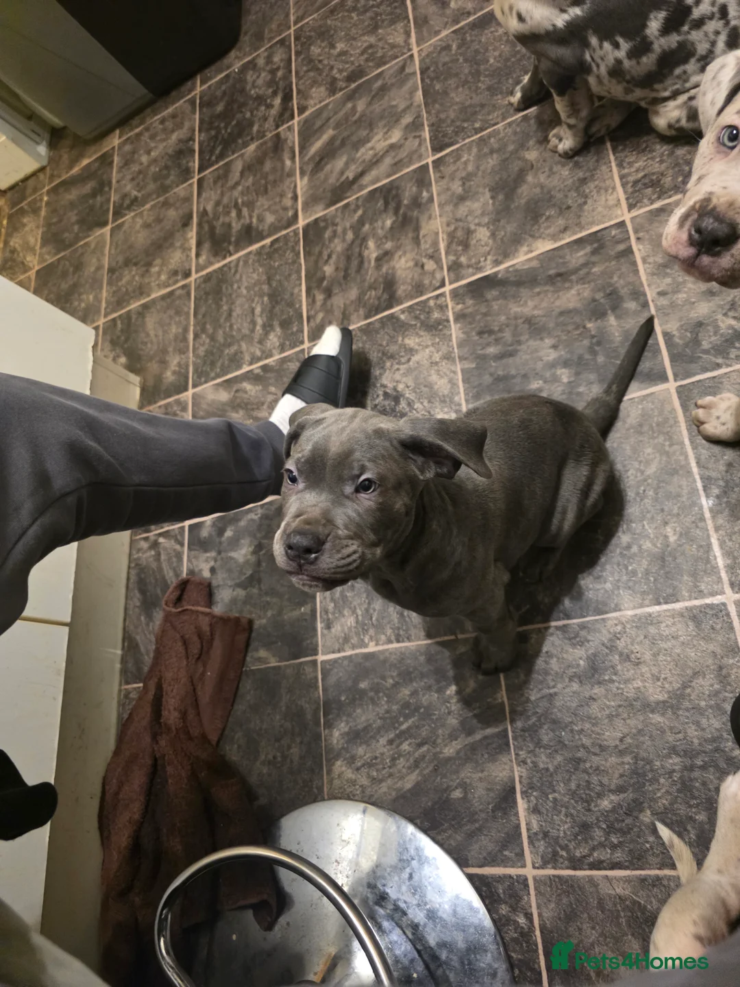 Cane Corso dogs for sale: Cane corso cross  - Advert 8