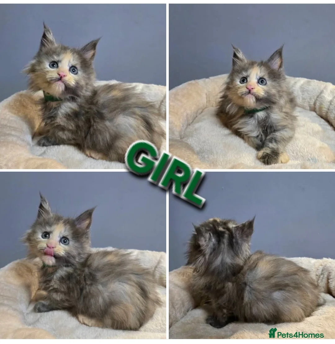 Maine Coon cats for sale: Last Girl -  Pure breed Maine Coon Kittens  - Advert 24