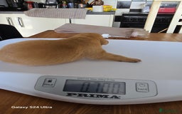 Labrador Retriever dogs for sale: KC REG Lab puppys x 2/11 ready to take home - Image 24