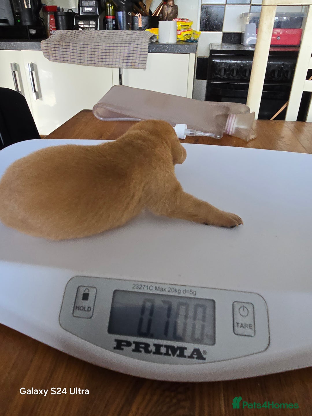 Labrador Retriever dogs for sale: KC REG Lab puppys x 2/11 ready to take home - Image 24