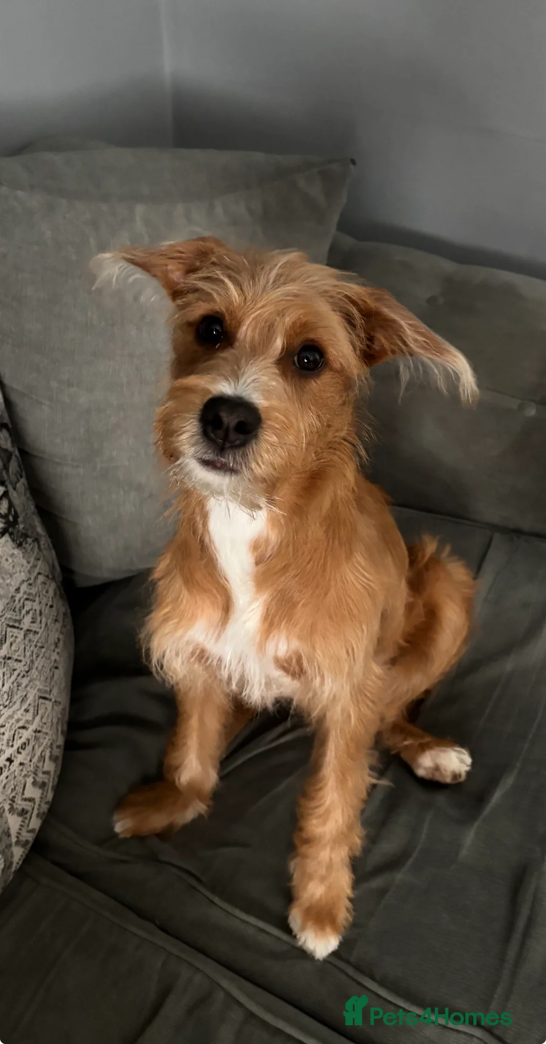 Mixed Breed dogs for adoption: Coco  in Redcar - Advert 8