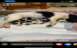English Springer Spaniel dogs for sale: English Springer Spaniels  - Image 1
