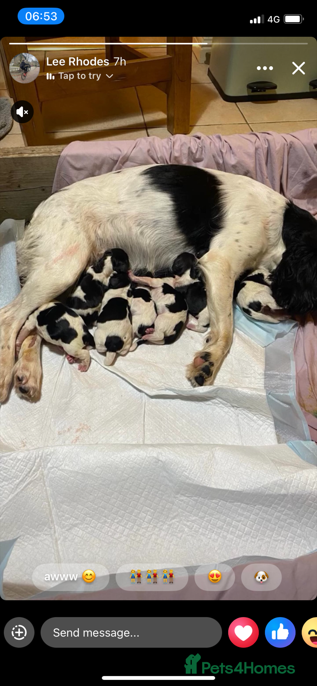 English Springer Spaniel dogs for sale: English Springer Spaniels  - Image 1