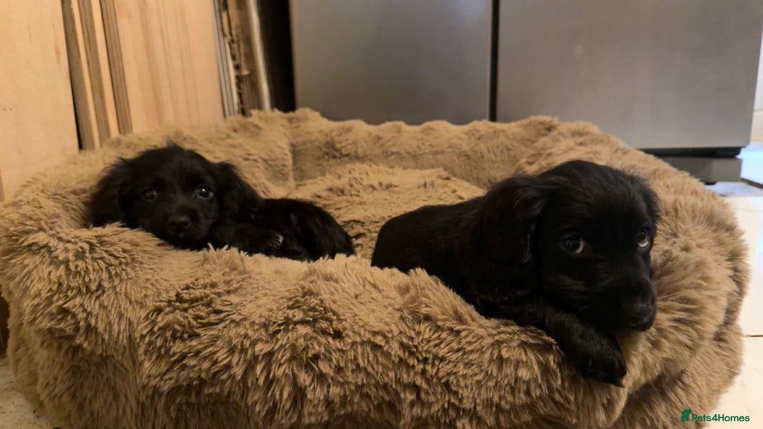 Cocker Spaniel dogs for sale: Cocker Spaniel Merle Puppies  - Advert 5