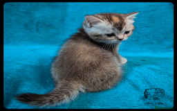 Scottish Fold cats for sale: TICA Registered Scottish kittens - Image 17