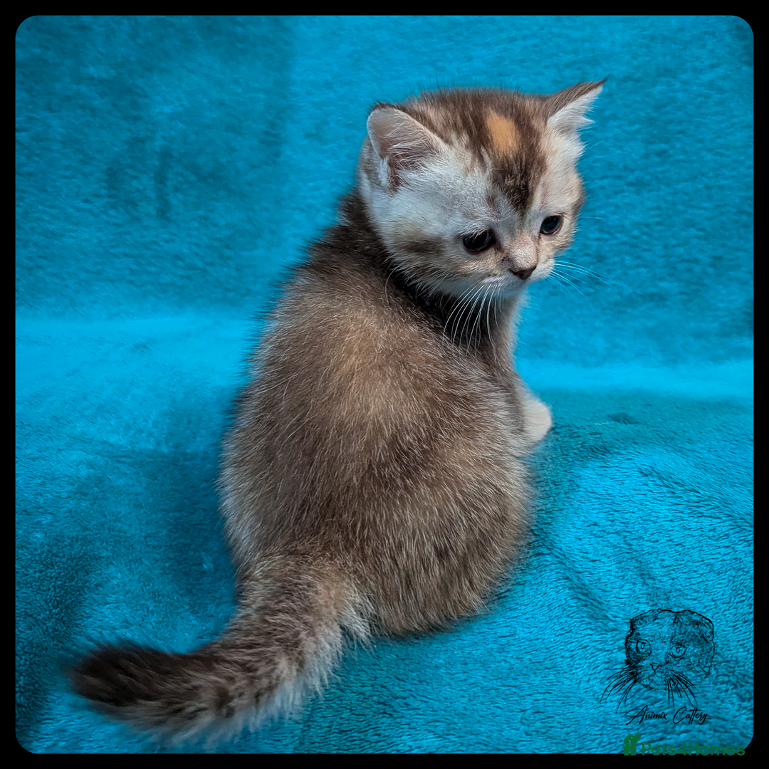 Scottish Fold cats for sale: TICA Registered Scottish kittens - Image 17