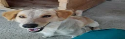 Mixed Breed dogs for adoption: Sun, 1.5 yrs approx. Available for adoption. - Advert 3