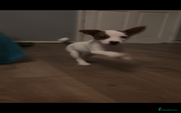 Jack Russell dogs for sale: Jack Russell’s  - Advert 6