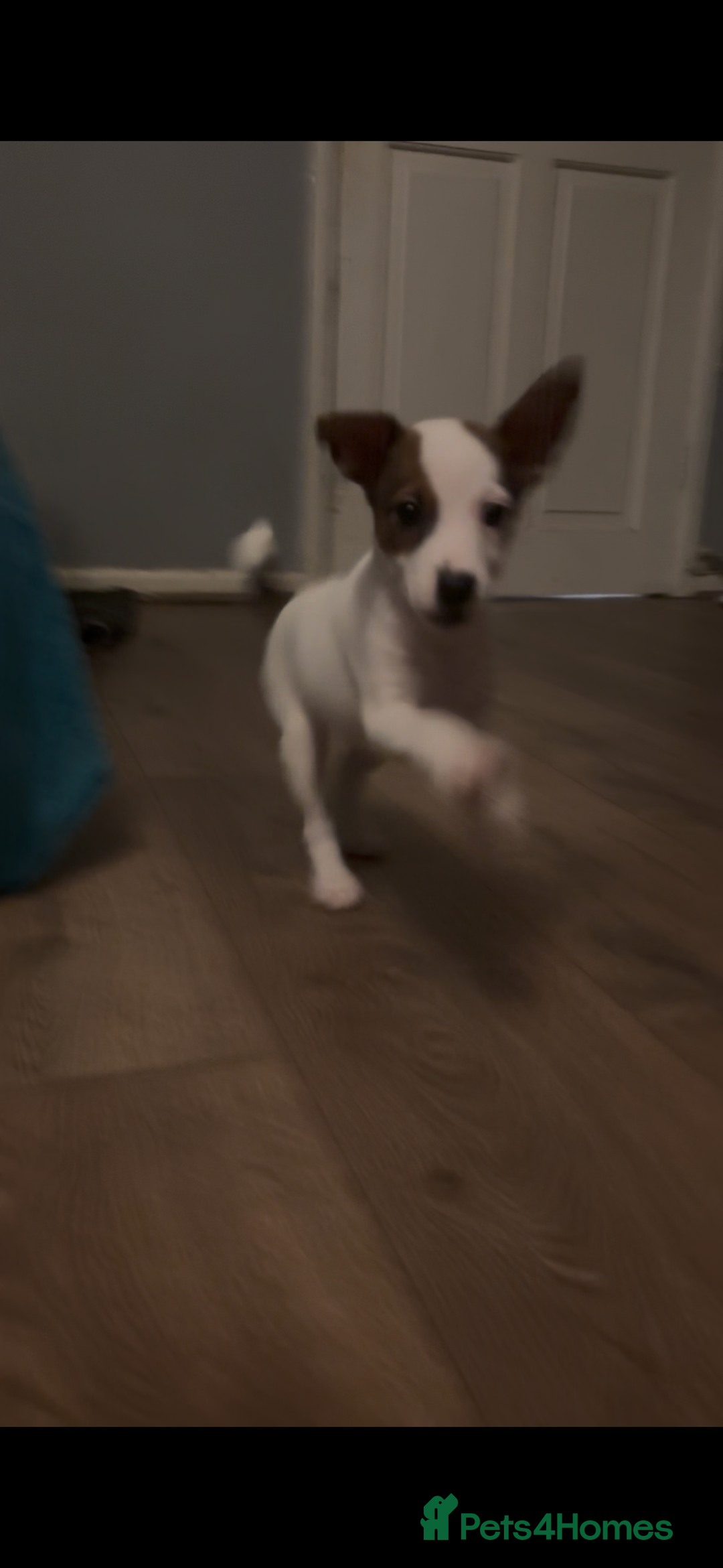 Jack Russell dogs for sale: Jack Russell’s  - Advert 6