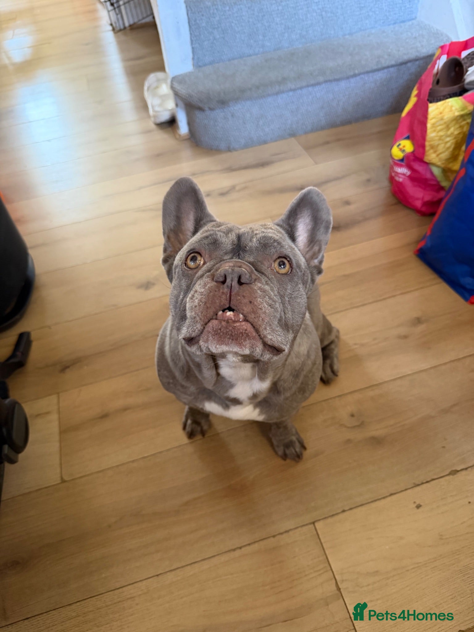 French Bulldog dogs Beautiful French Bulldog needing to be rehomed - Advert 1