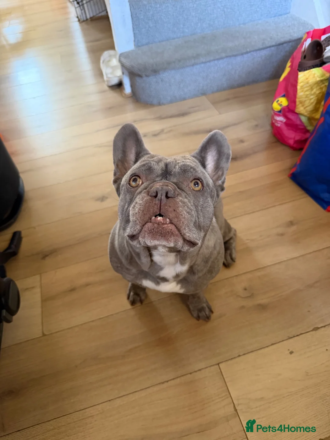 French Bulldog dogs for sale: Beautiful French Bulldog needing to be rehomed - Advert 1