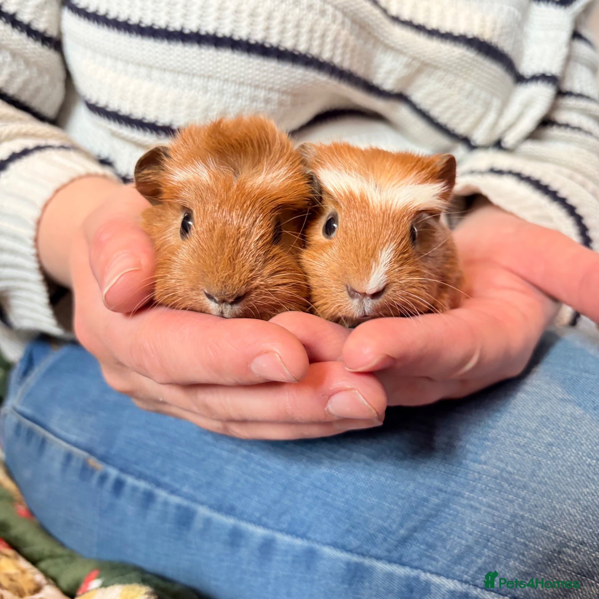 Guinea Pig rodents Beautiful Guniea pigs for sale Girls & boys  - Advert 1