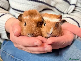 Guinea Pig rodents Beautiful Guniea pigs for sale boys - Advert 15