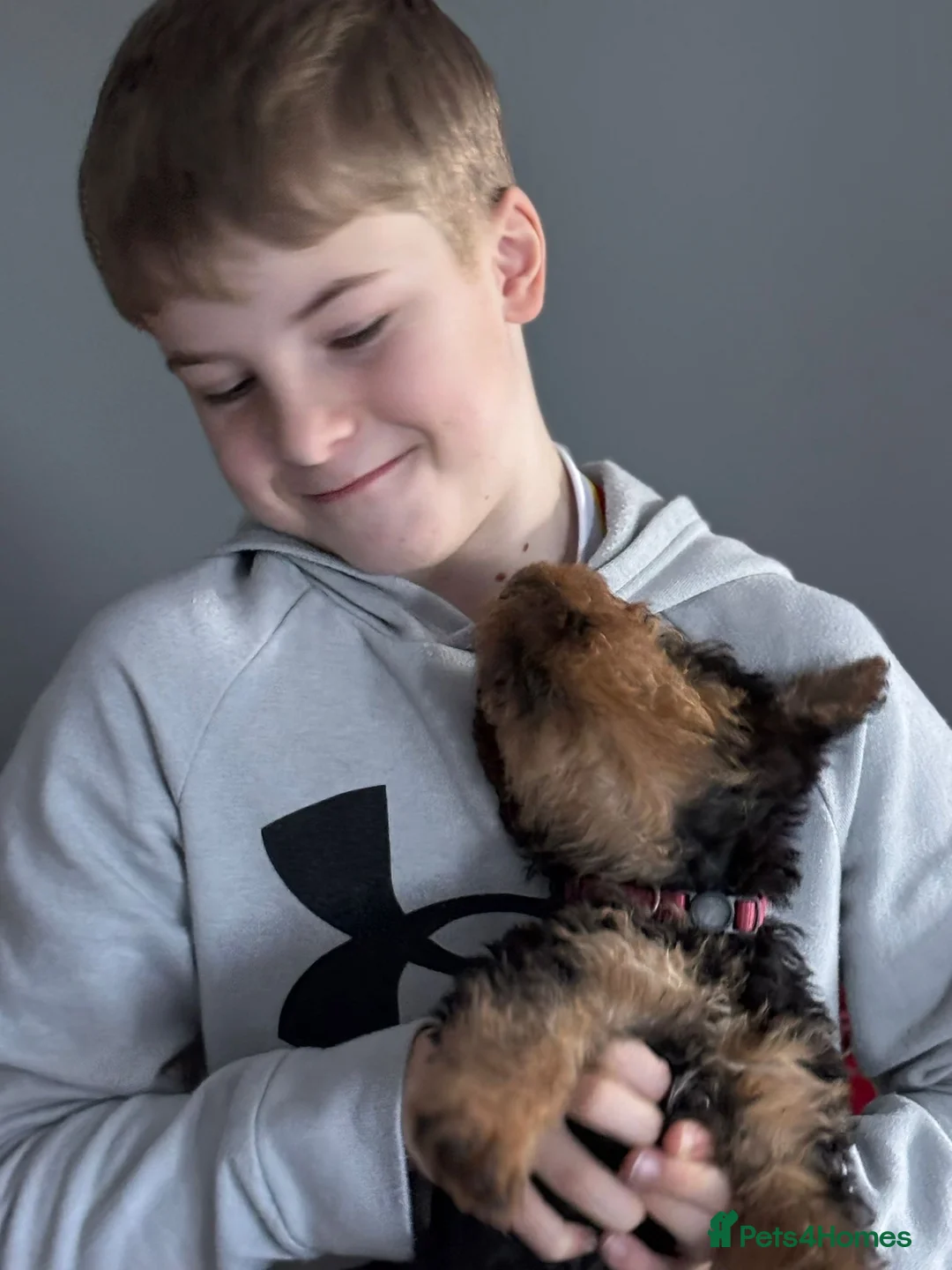 Airedale Terrier dogs for sale: Pure breed Airedale Terriers for sale - Advert 6