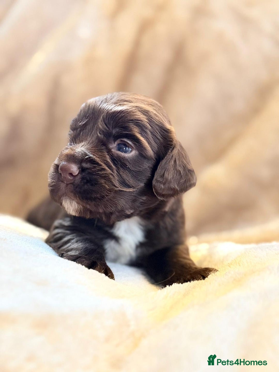 Cocker Spaniel dogs for sale: Gorgeous litter of working cocker spaniel puppies - Advert 13