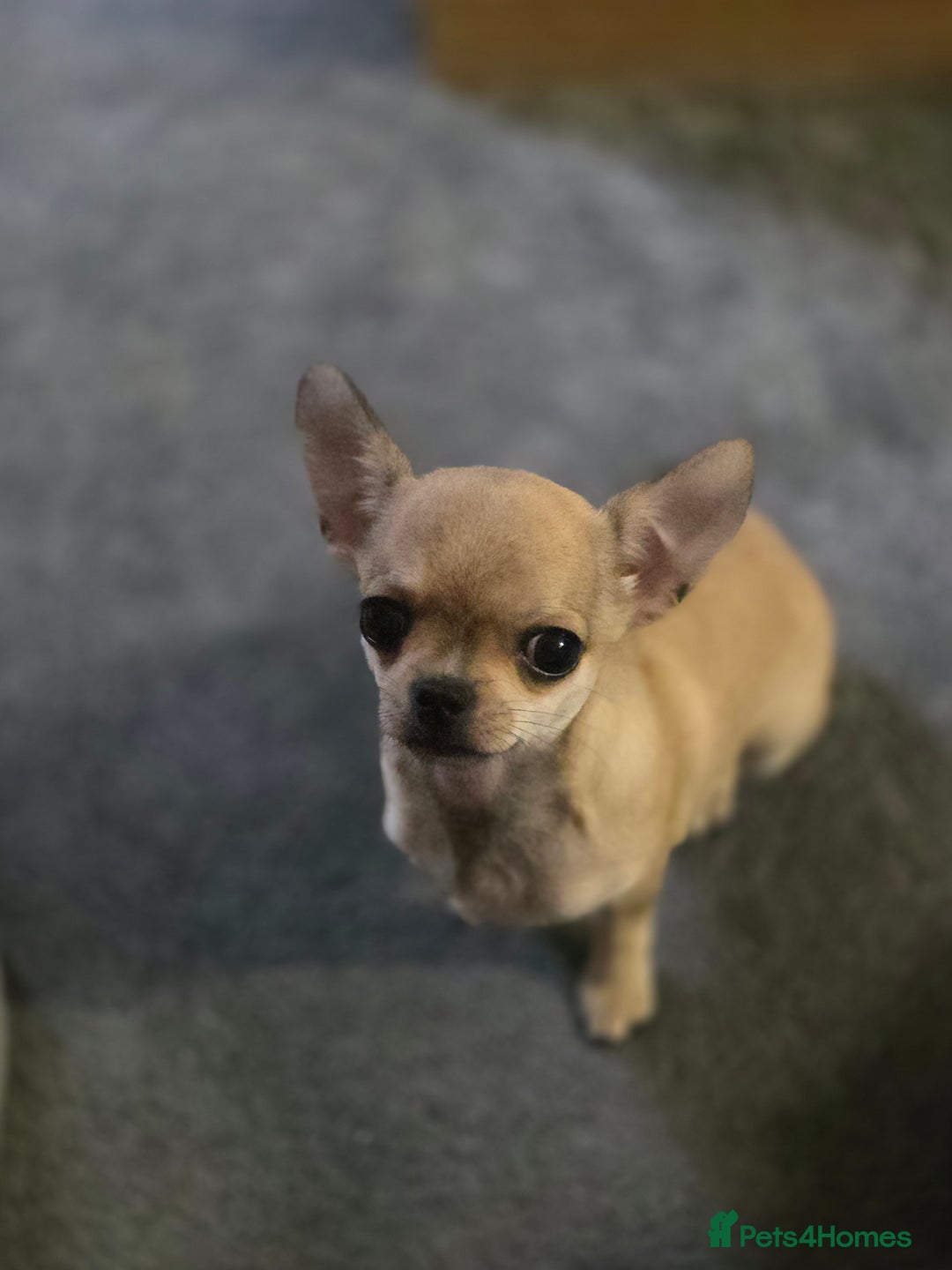 Chihuahua dogs for sale: 🌟 KC Registered 🌟 Smooth Sable Chiuahua 🐕 - Advert 2
