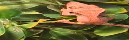 Gecko reptiles for sale: Baby Harley Quinn Crested Gecko  in South Shields - Advert 4
