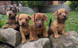 Mixed Breed dogs for sale: Stunning Daxi x Norfolk terrier  - Image 1