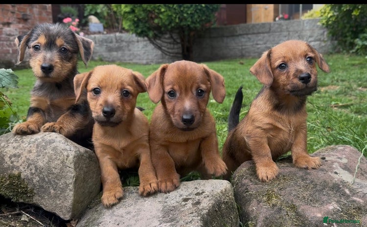 Mixed Breed dogs - Advert 2