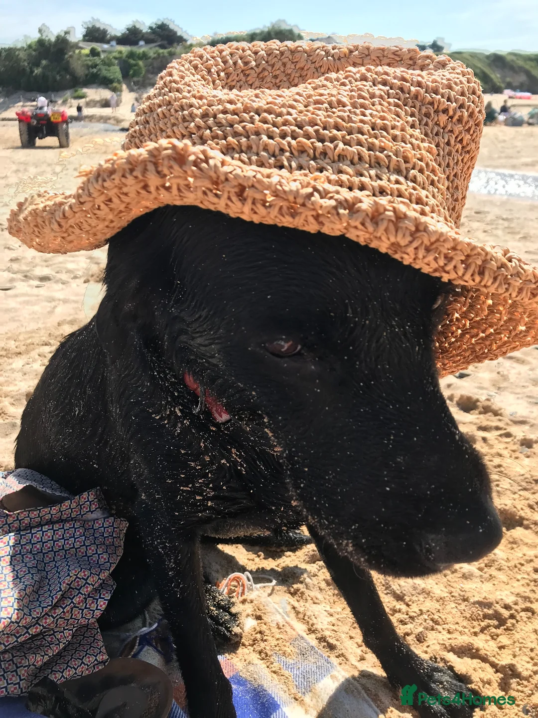 Labrador Retriever dogs for sale: Labrador puppies black and fox red for sale in Nottingham - Advert 2