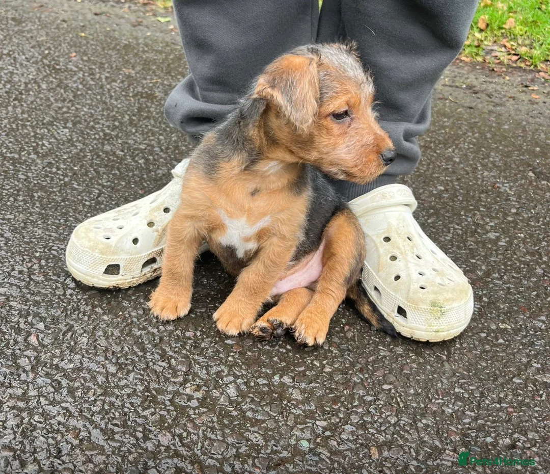 Mixed Breed dogs for sale: Male Jack Russell X Border Terrier  - Advert 1
