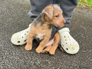 Mixed Breed dogs Male Jack Russell X Border Terrier - Advert 5