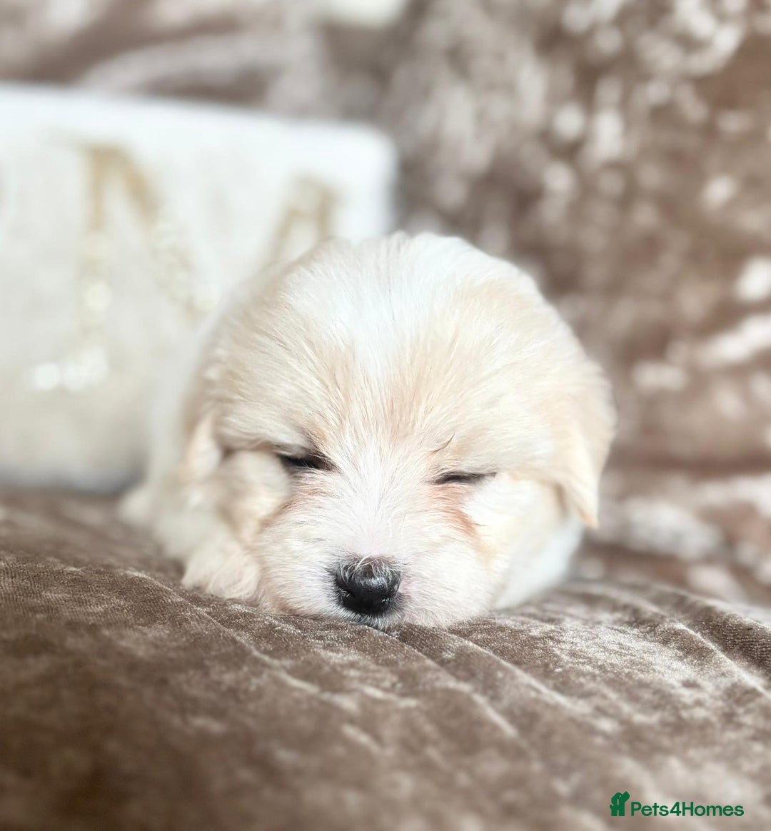 Coton De Tulear dogs for sale: Coton de Tulear puppies  - Image 20