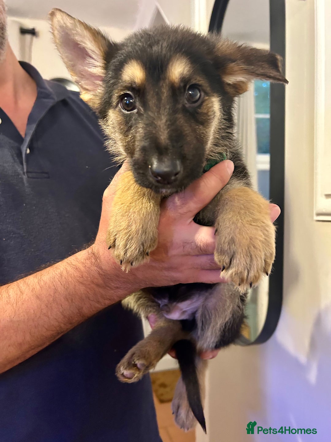 German Shepherd dogs for sale: 6 Beautiful straight back German Sheperd puppies  - Advert 18