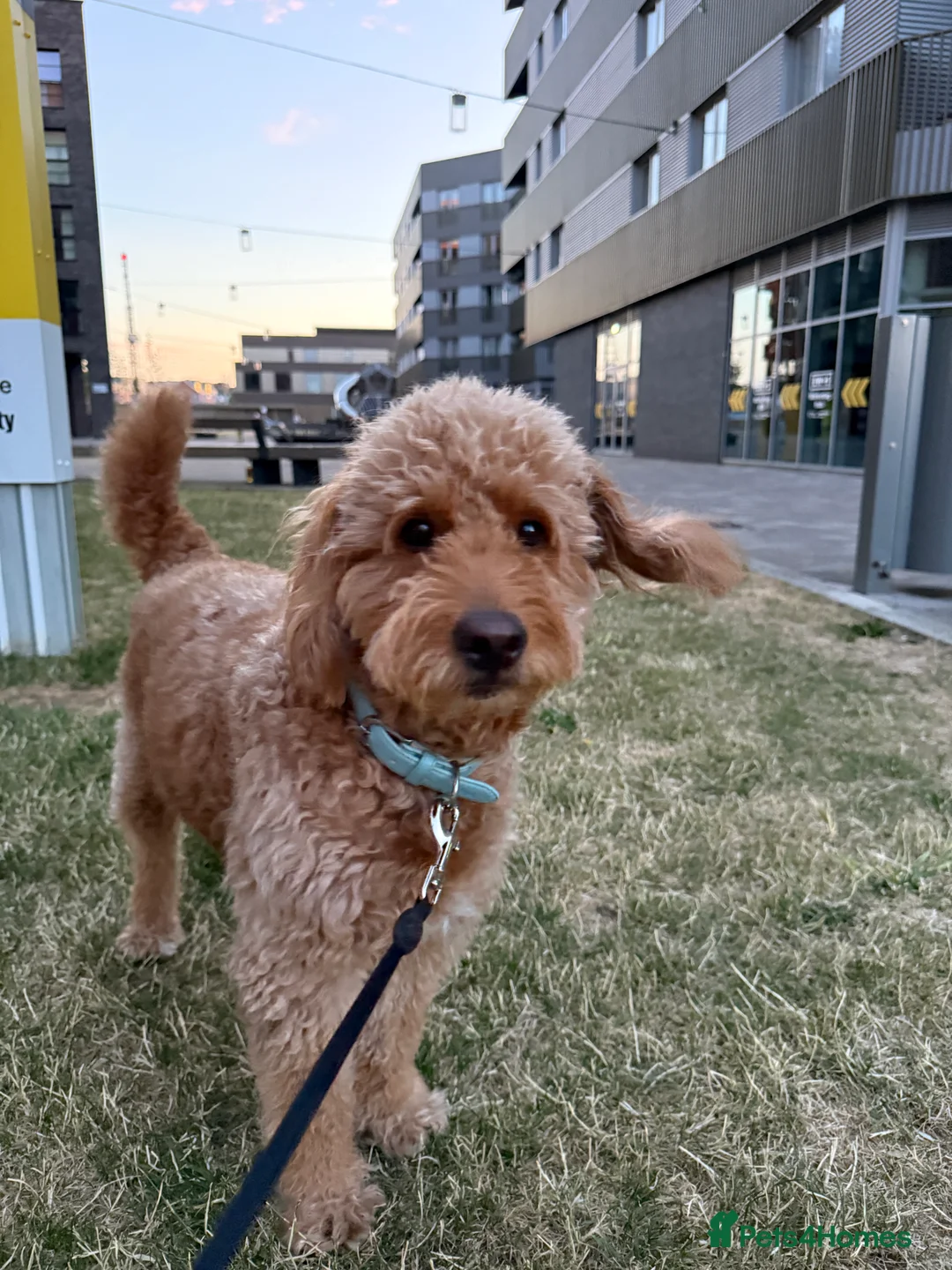 Goldendoodle dogs for stud: Proven Miniature Goldendoodle Stud – Noah 🐾 in London - Advert 18