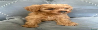 Cavapoo Puppy 6