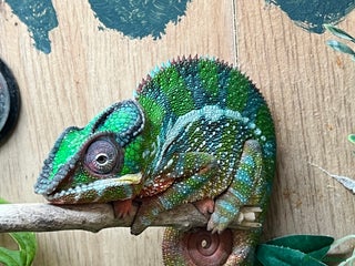 Chameleon reptiles Rango the Panther Chameleon - Advert 2