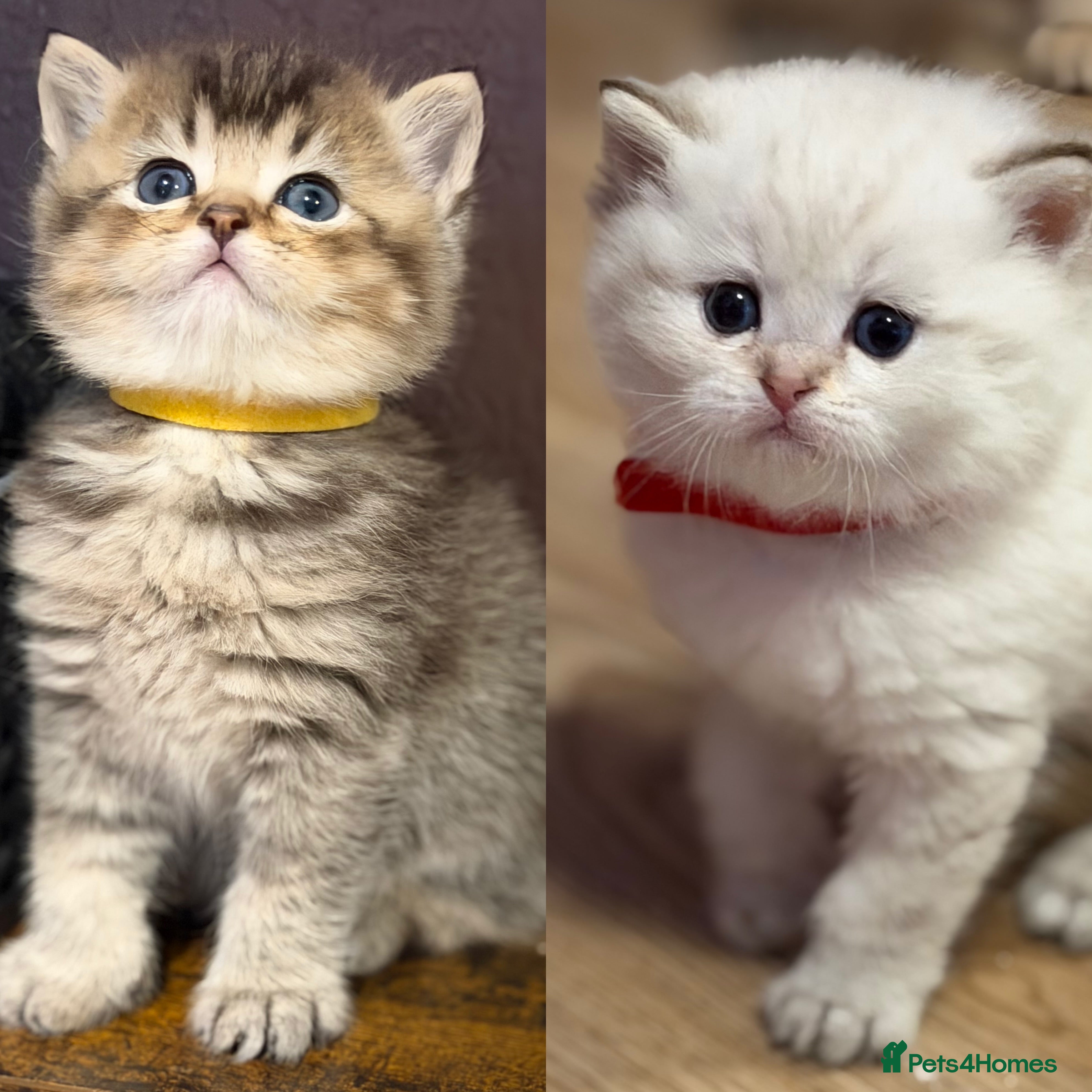 British Longhair cats British Longhair adorable kittens  - Advert 4