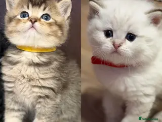 British Longhair cats British Longhair adorable kittens - Advert 4