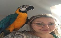 Macaws birds for sale: 6yr old Blue/Gold Wing Macaw  - Image 13