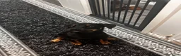Rottweiler dogs for sale: Rottweiler  - Advert 3