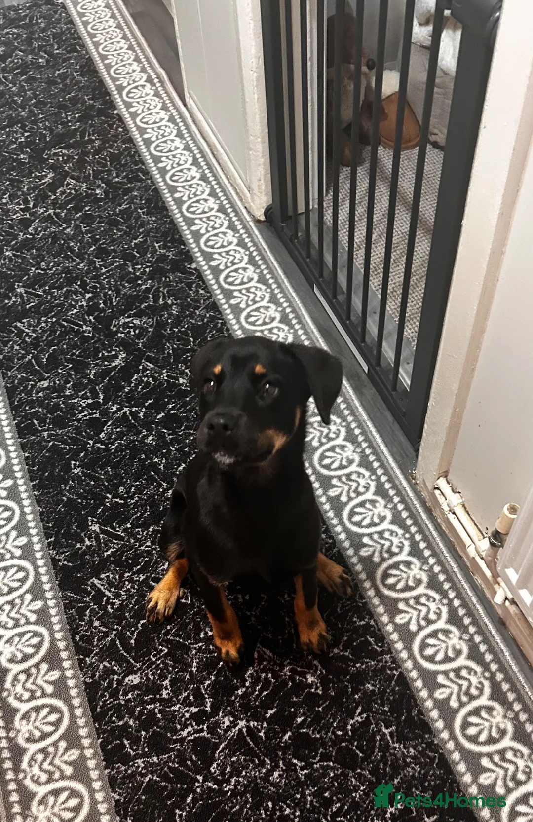 Rottweiler dogs for sale: Rottweiler  - Advert 3