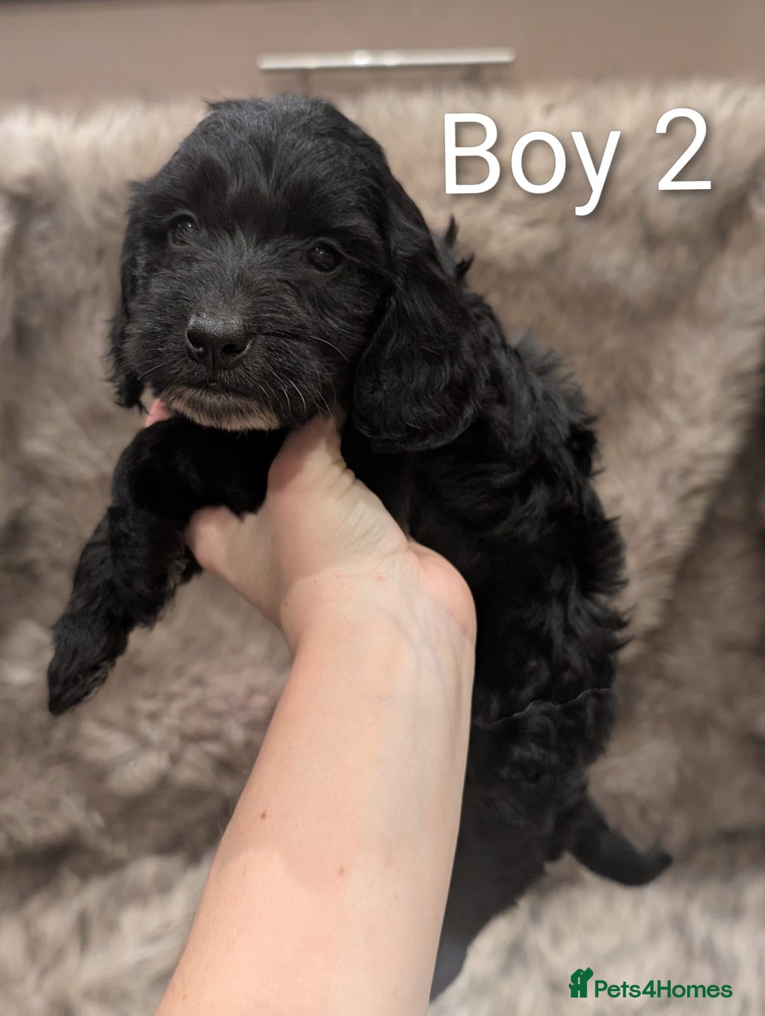 Cockapoo dogs for sale: Ready Soon Stunning Cockapoo Puppies - Advert 4