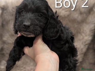 Cockapoo dogs Ready to Leave Stunning Cockapoo Puppies - Advert 11