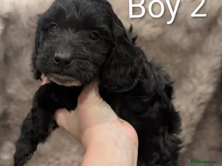 Cockapoo dogs Ready to Leave Stunning Cockapoo Puppies - Advert 10
