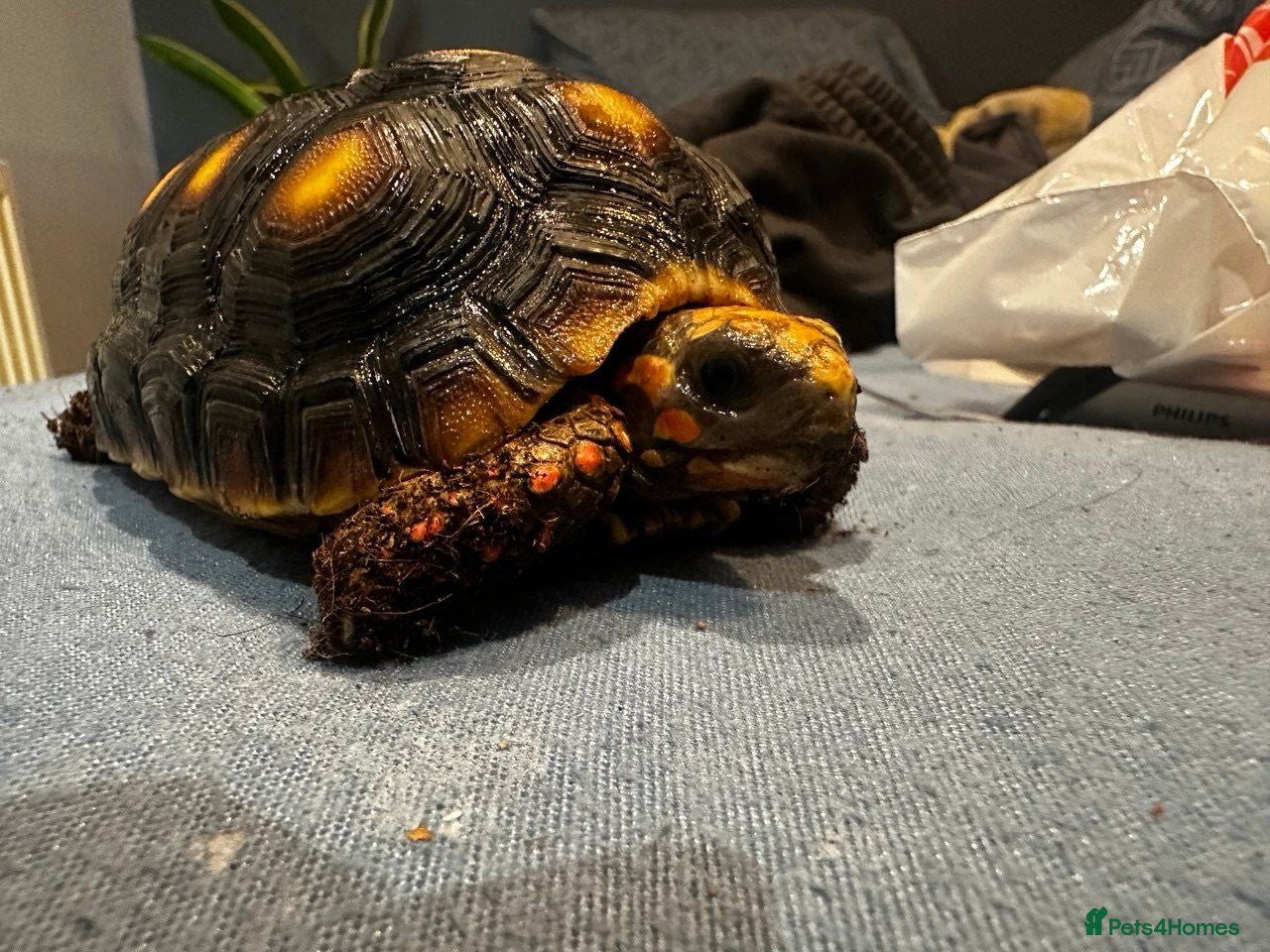 Tortoise reptiles Red foot tortoise  - Advert 1