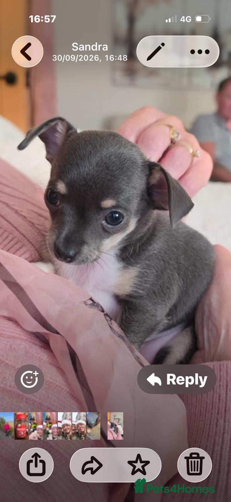 Chihuahua dogs Adorable chihuahua puppies  - Advert 2